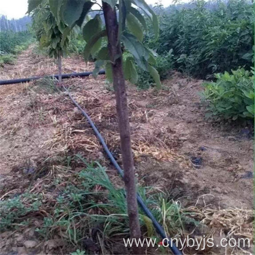 PE Pipe Agricultural Water-saving Irrigation Pipe